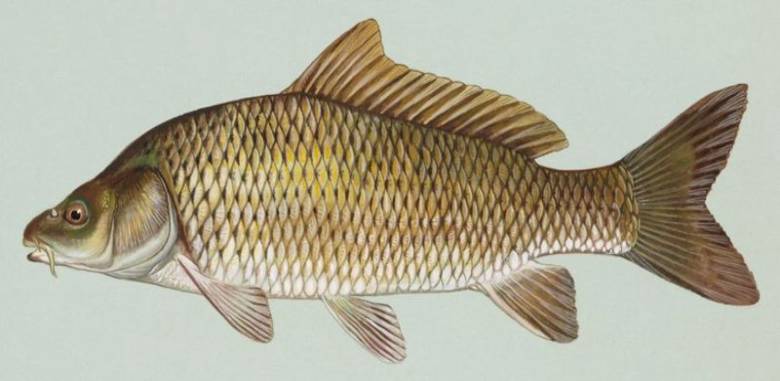 Grafika:Common carp.jpg