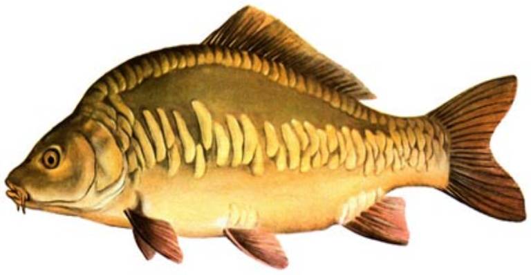 karp_2